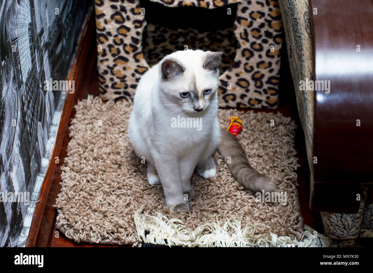 Triste Thai gatto con gli occhi blu, bei gatti in tema di casa Foto Stock