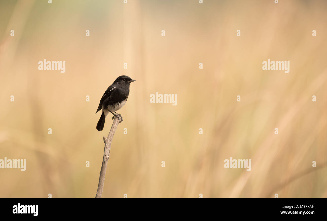 Pied Bush chat Foto Stock