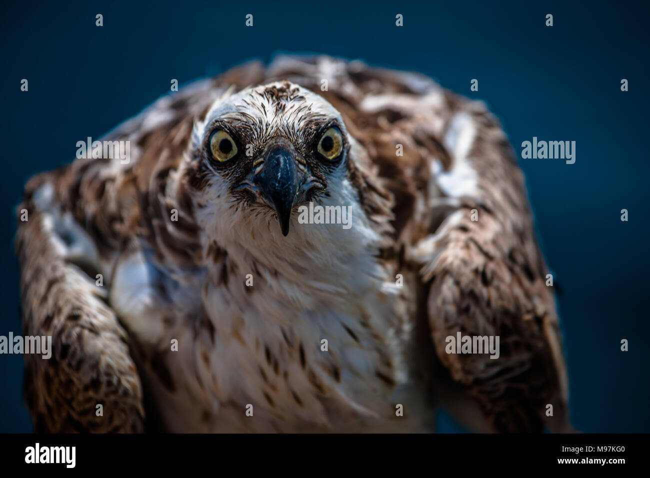 Un osprey eagle seduto sul palo da recinzione di scale verso il basso la lente, Mar Rosso, Egitto Foto Stock