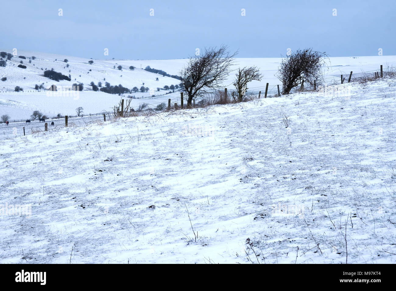 Il Sussex Downs colline coperte di uno strato di neve bianca, colline e prati con le recinzioni e strub, South Downs antional park, Regno Unito, Foto Stock