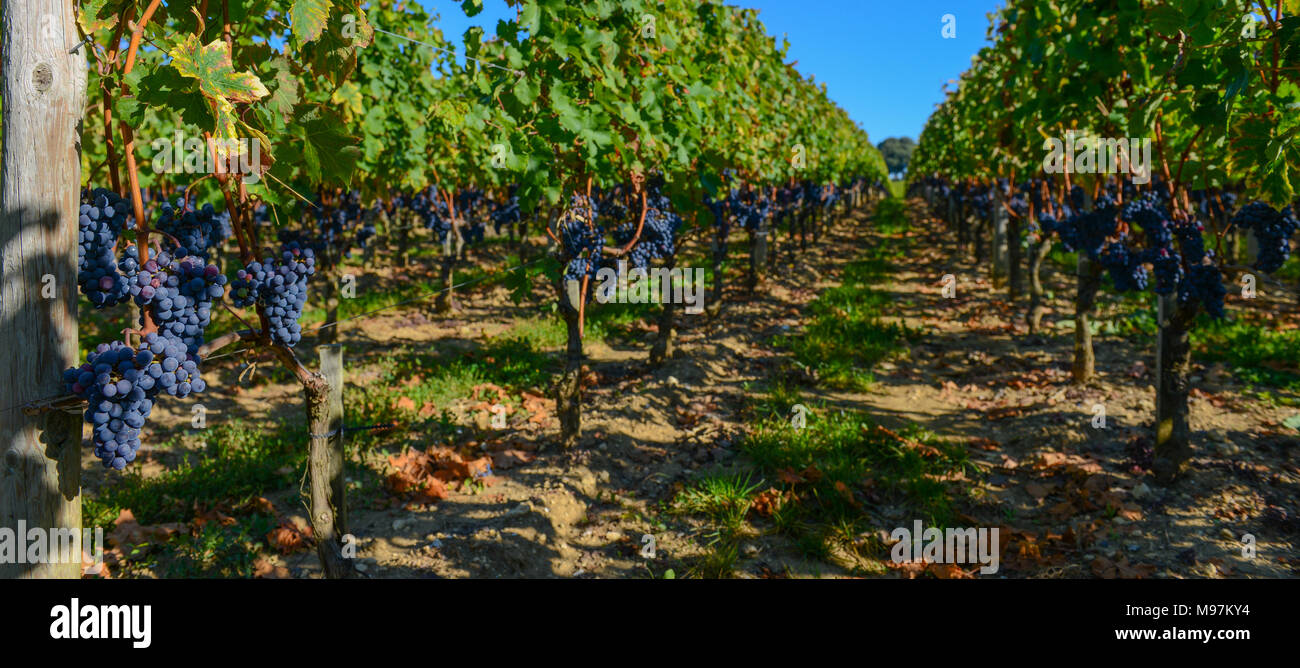 Le uve in vigna di Bordeaux, Francia Foto Stock