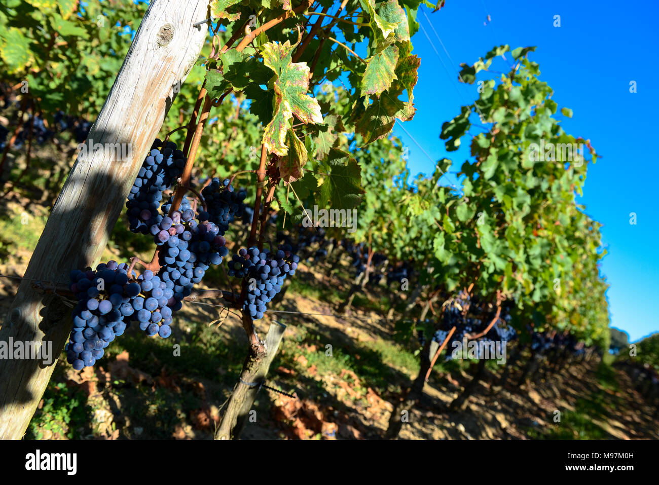 Le uve in vigna di Bordeaux, Francia Foto Stock