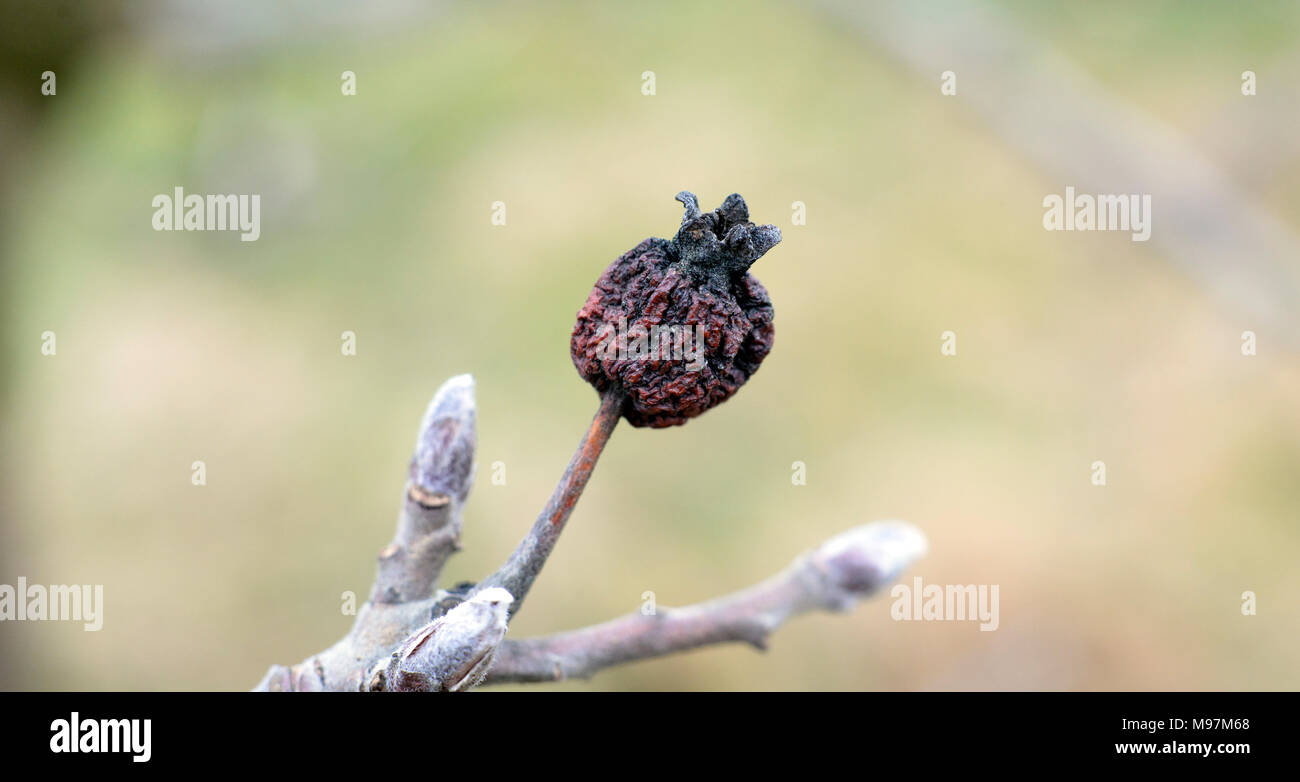 Immagine di un attempato pelle del vecchio Apple Foto Stock