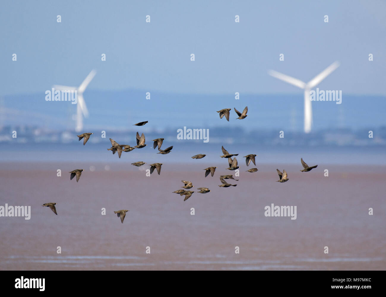 Starling, Sturnus vulgaris, volare nella parte anteriore delle turbine eoliche, Morecambe Bay, Lancashire, Regno Unito Foto Stock