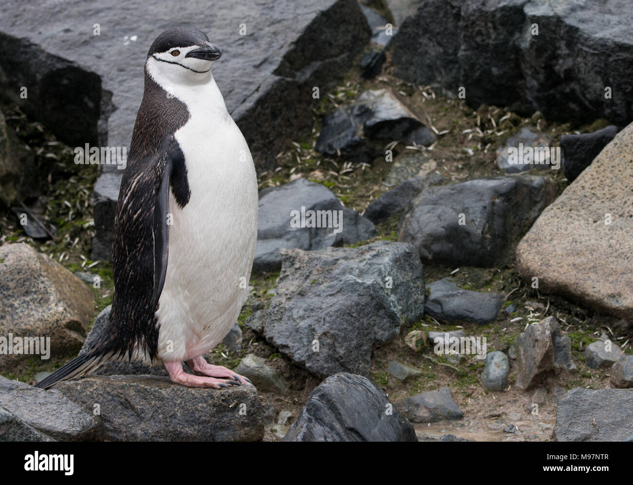 Un pinguino Chinstrap (Pygoscelis antarcticus) in piedi su una costa rocciosa in Antartide Foto Stock