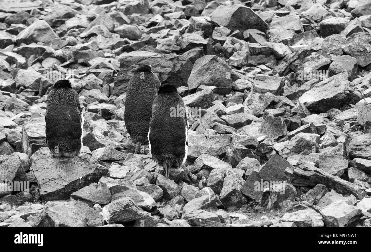 Tre pinguini Chinstrap stand con le spalle alla telecamera su una costa rocciosa in Antartide Foto Stock