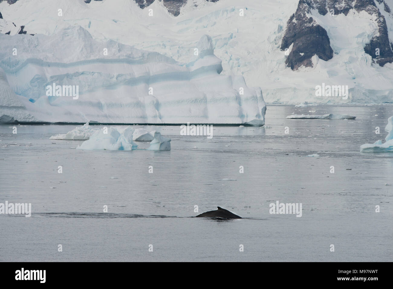 Un Humpback Whale (Megaptera novaeangliae) in mare al largo della costa di Antartide Foto Stock