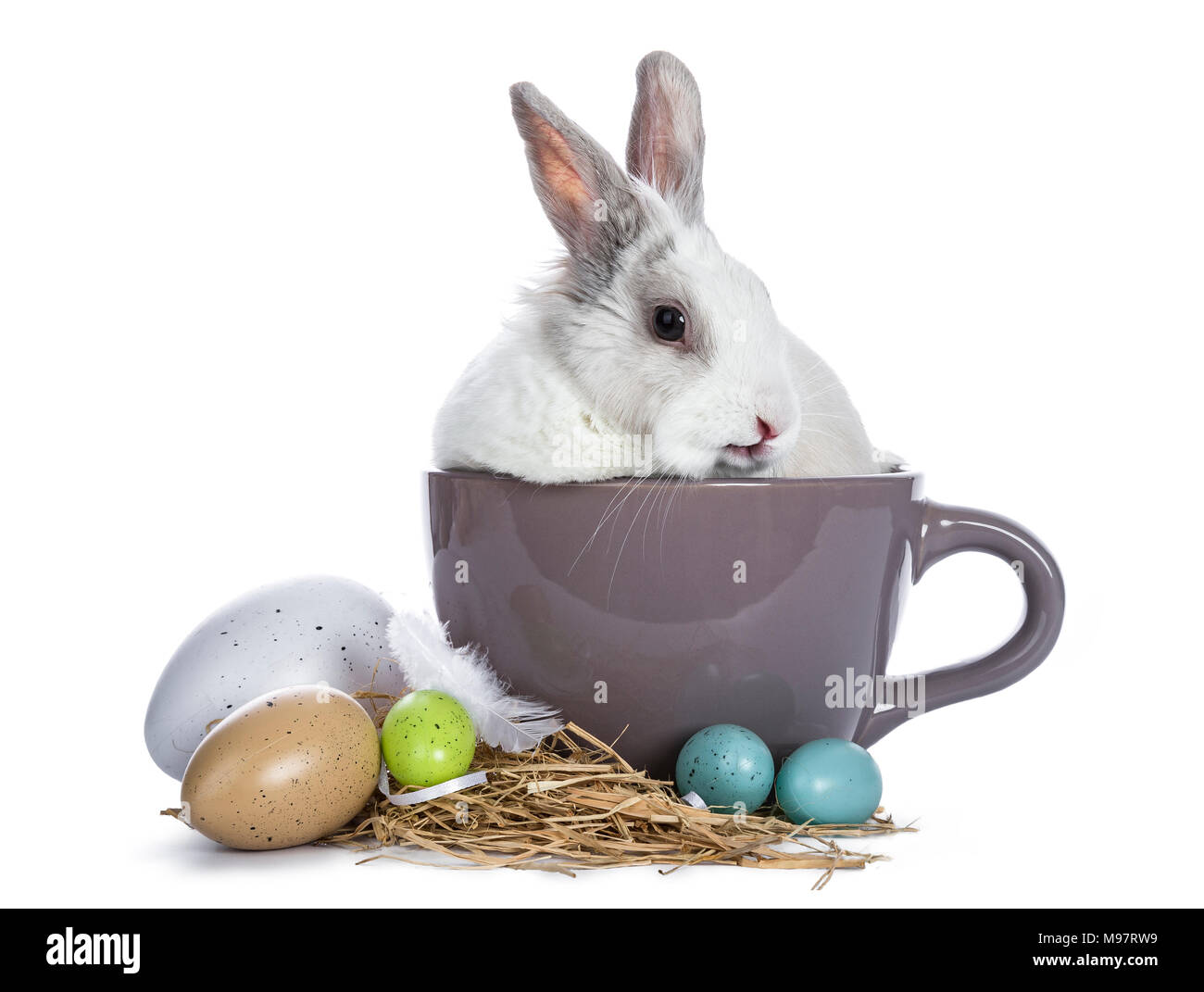 Carino bianco con coniglio grigio in seduta ceremic cup con colorate uova di pasqua isolato su sfondo bianco Foto Stock