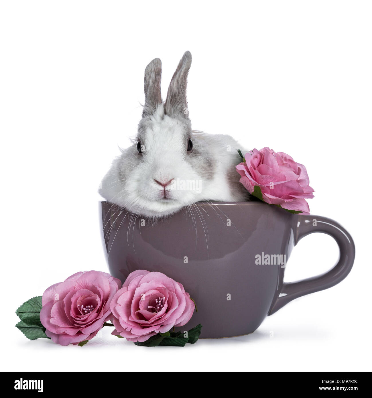 Carino bianco con coniglio grigio in seduta ceremic cup con romantiche rose rosa isolato su sfondo bianco Foto Stock
