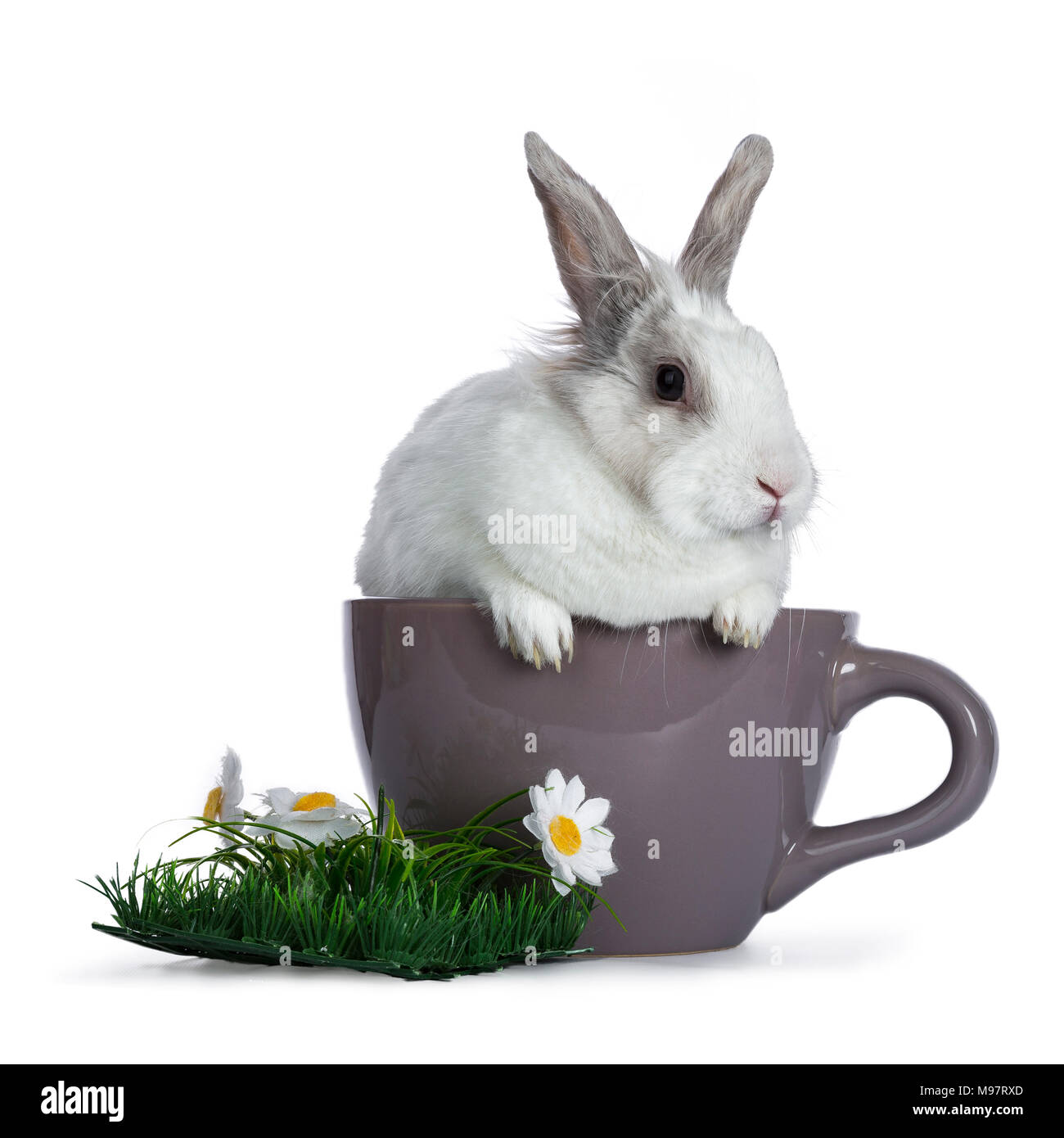 Carino bianco con coniglio grigio in seduta ceremic cup con erba in plastica e daisy isolato su sfondo bianco Foto Stock