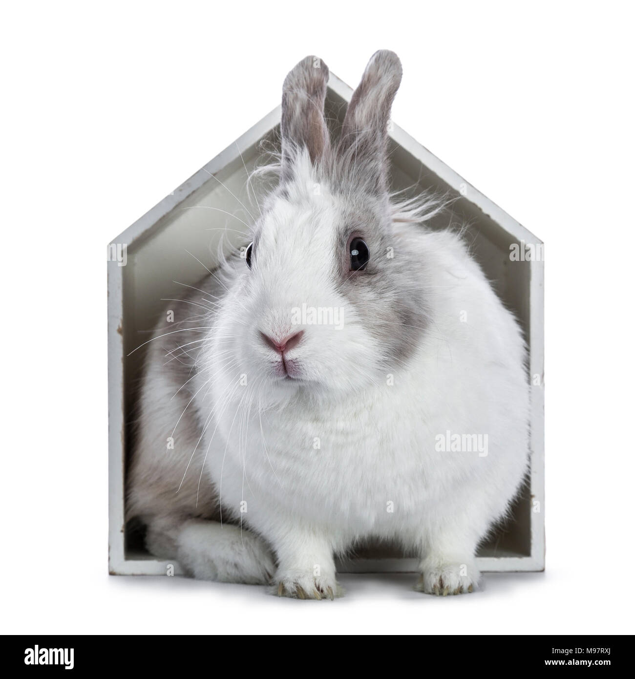 Carino bianco con coniglio grigio seduta in bianco casa in legno isolato su sfondo bianco Foto Stock