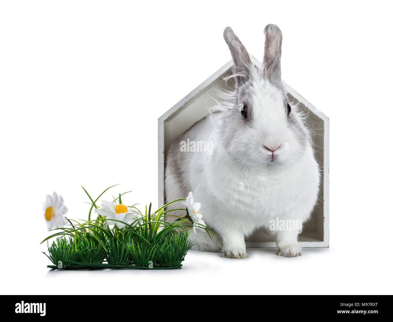 Carino bianco con coniglio grigio seduta in bianco casa in legno con erba in plastica e daisy isolato su sfondo bianco Foto Stock