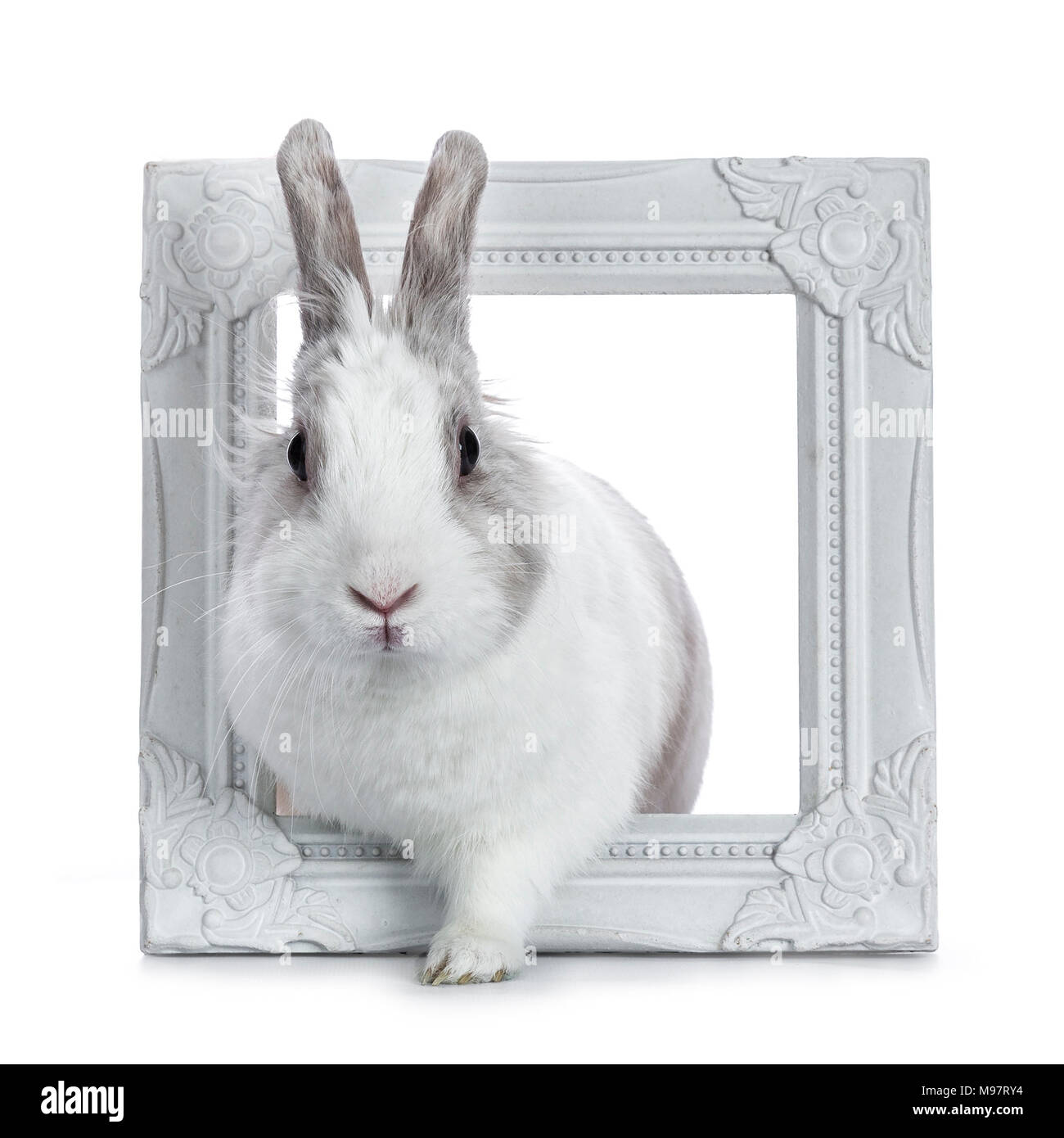 Carino bianco con coniglio grigio che pongono in bianco photo frame isolati su sfondo bianco Foto Stock