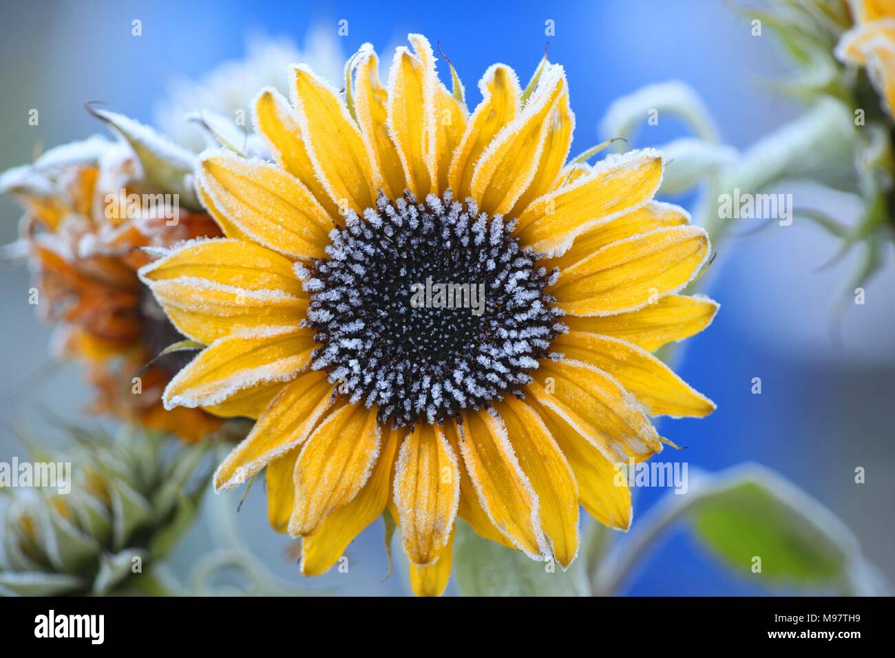 Frosty golden girasole con colori brillanti Foto Stock