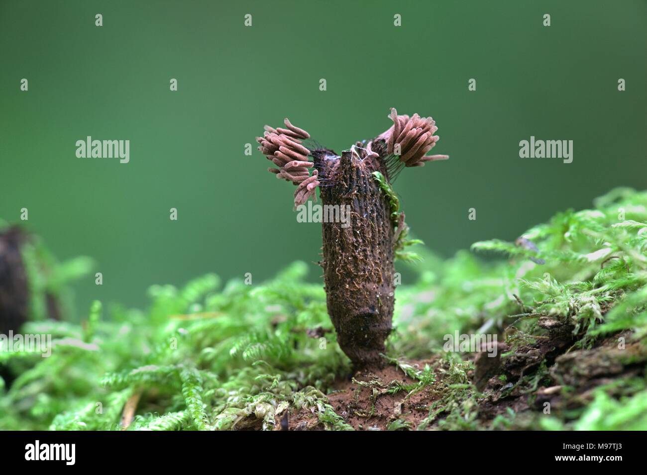 Stemonitis slime muffa sulle pieghe di Bird's Nest fungo, Cyathus striatus Foto Stock