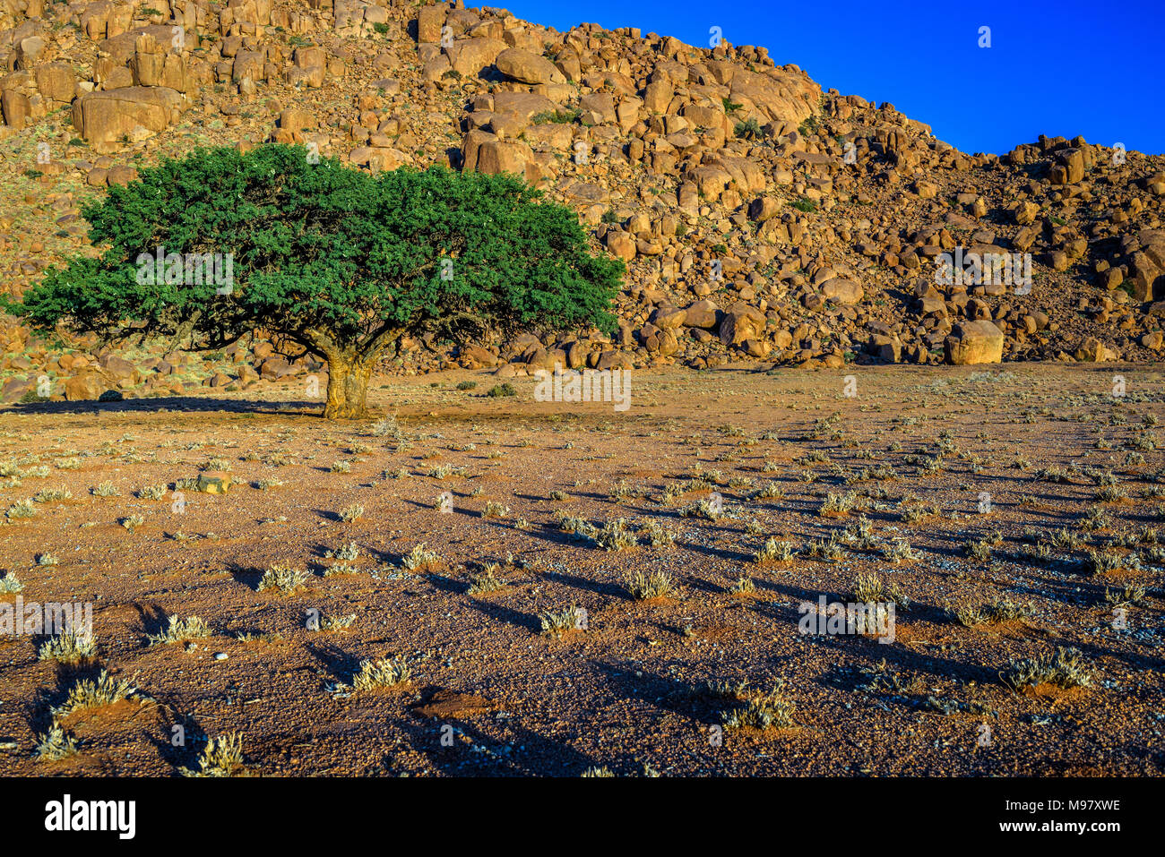 Un alberi sopravvissuti al maltempo estremi della Namibia il deserto Foto Stock