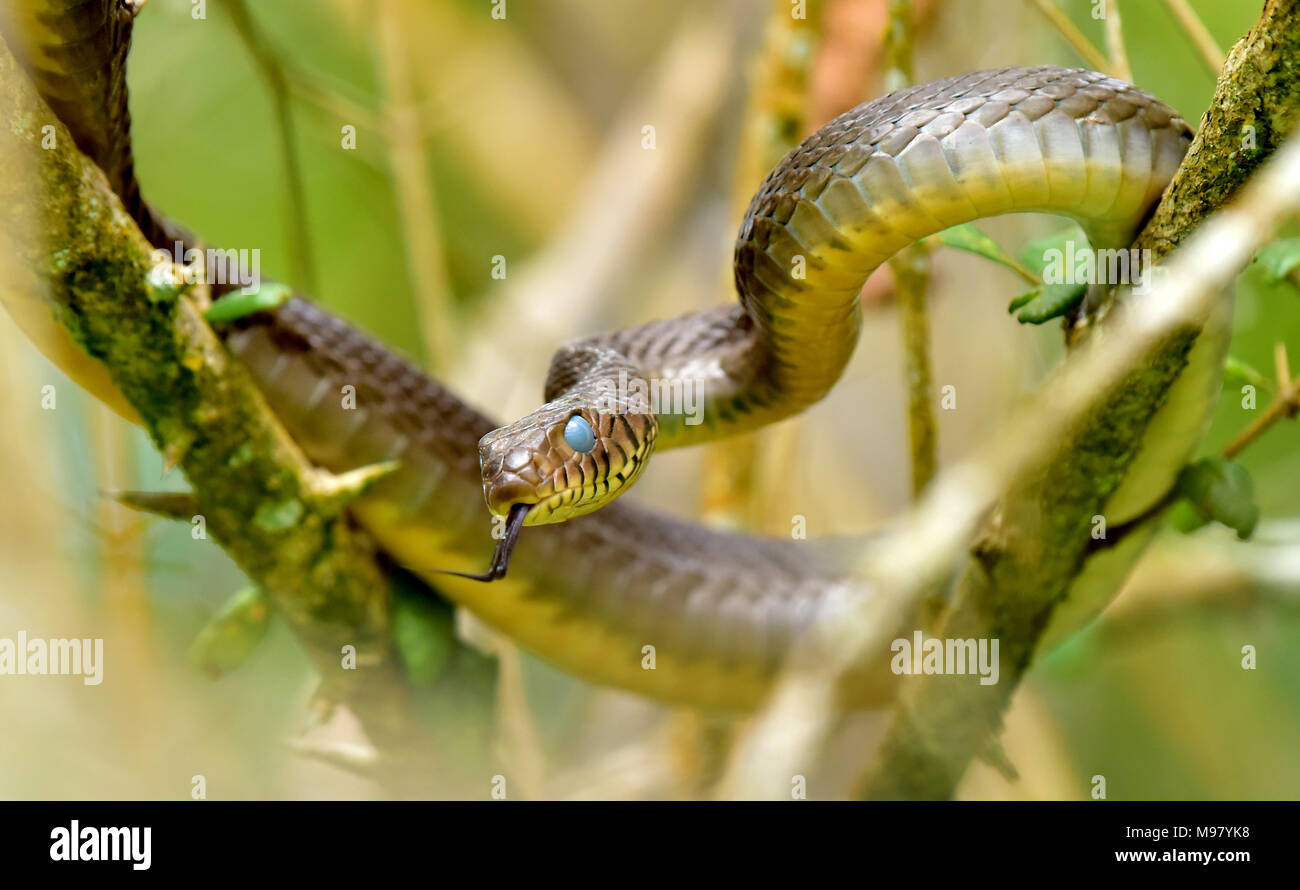 Questa foto è un serpente a tree top di Thekkady forest,kerala. Foto Stock