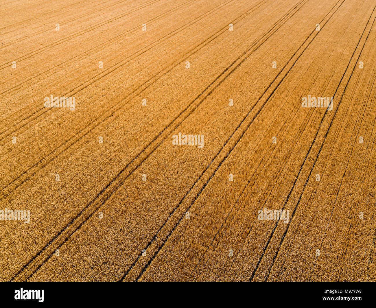 La Serbia, Vojvodina, campi agricoli, vista aerea a stagione estiva Foto Stock