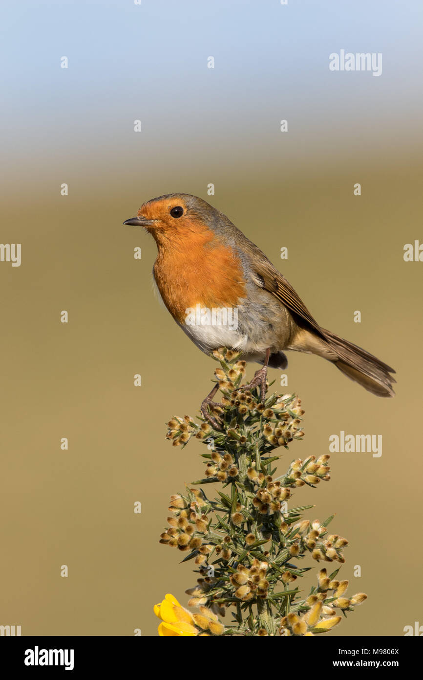 Robin appollaiato sulla fioritura gorse Foto Stock