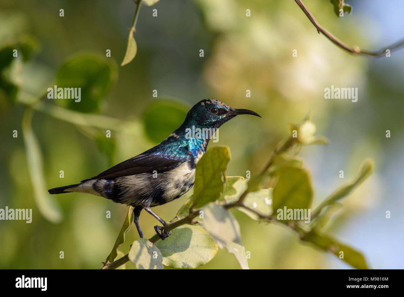 Viola sunbird maschio Foto Stock