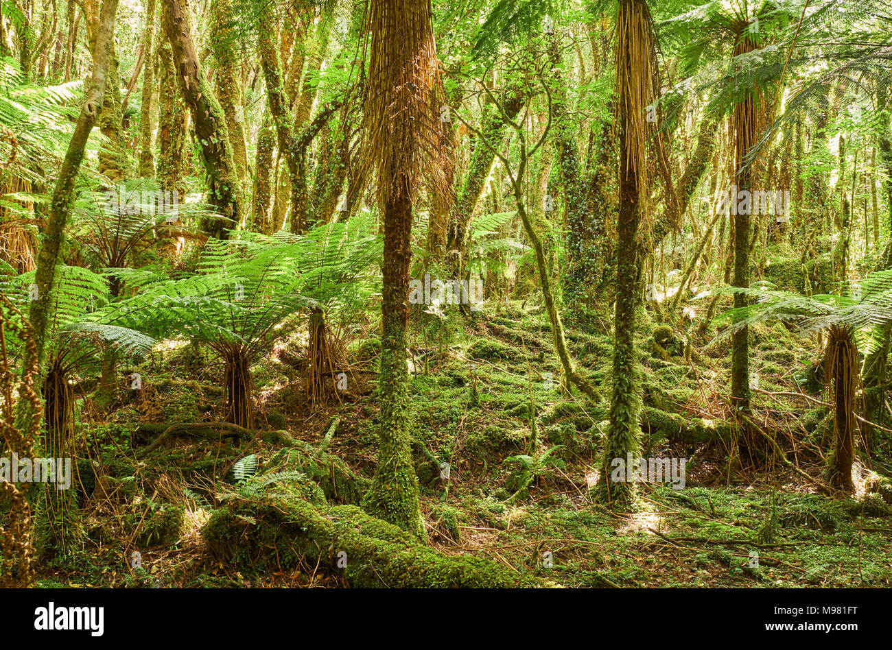 Nuova Zelanda, Isola del Sud, Westland National Park, rain forest Foto Stock