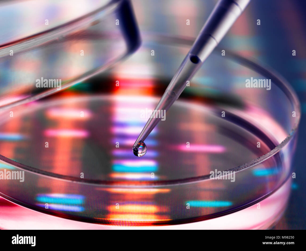 Il campione di DNA essendo pipettati in una capsula di petri su risultati genetica Foto Stock
