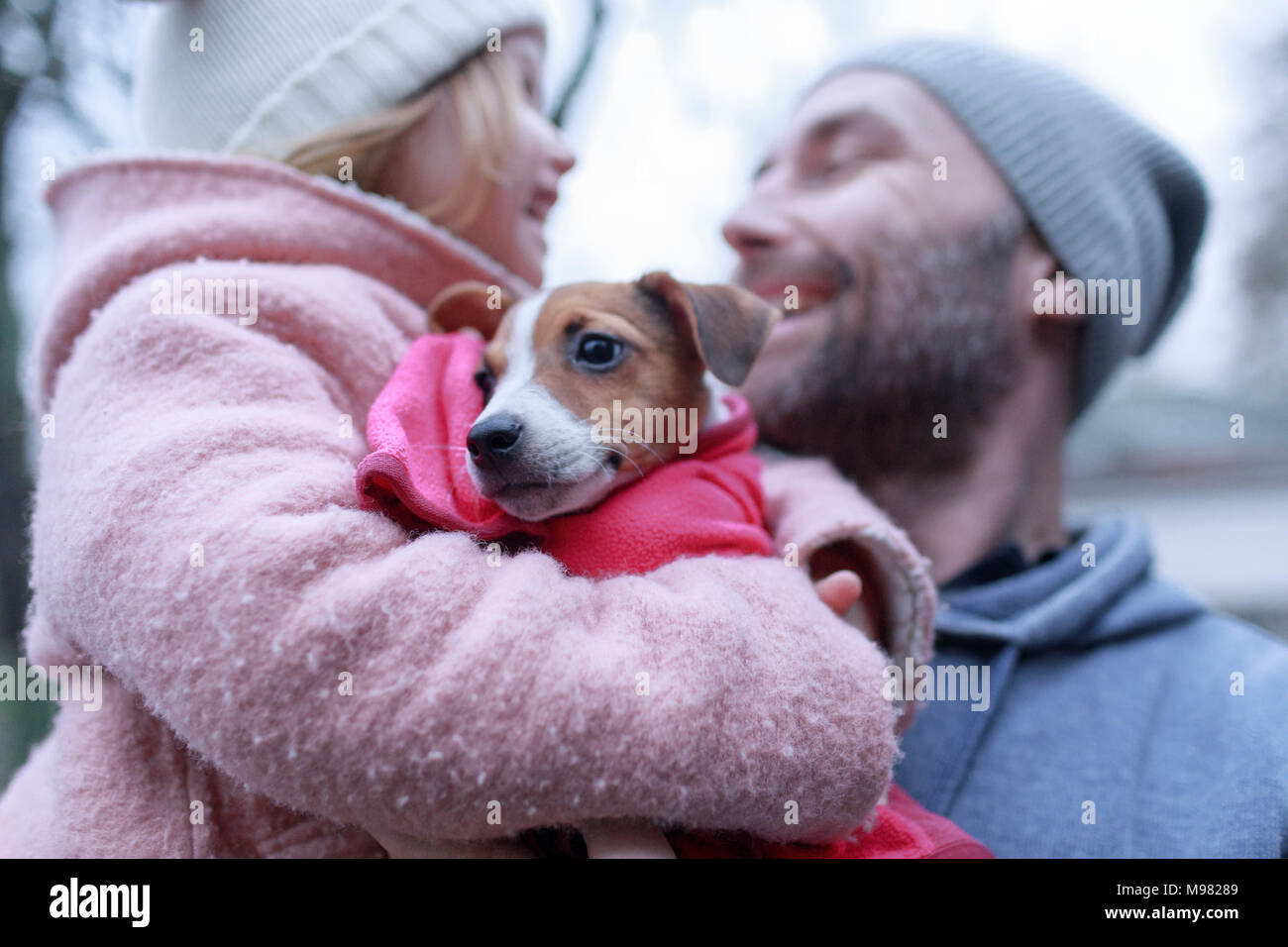 Ritratto Di Jack Russel Terrier Cucciolo Foto Immagine Stock