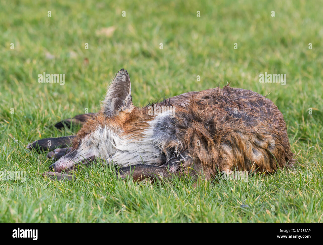 Recentemente ucciso fox posa morti di erba da una banchina nel Regno Unito. Foto Stock