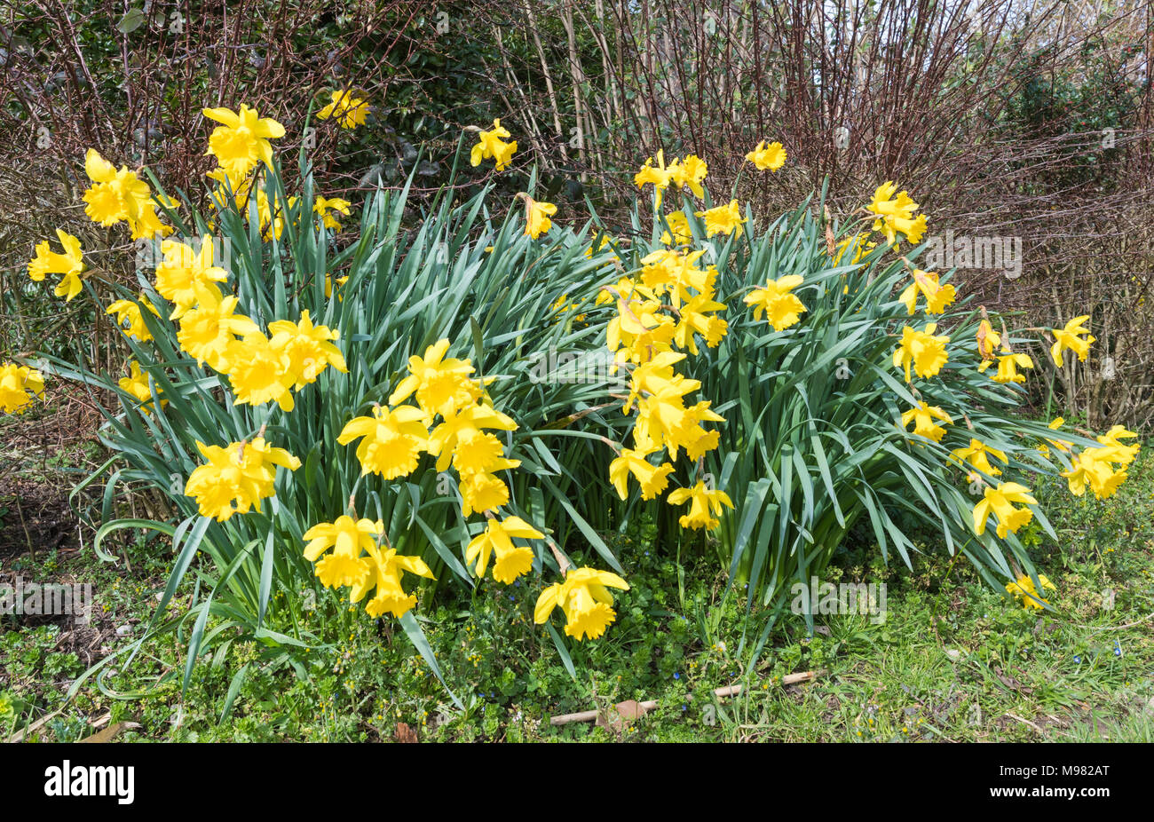Giallo tromba narcisi (Narcissus) cresce in primavera nel West Sussex, in Inghilterra, Regno Unito. Foto Stock