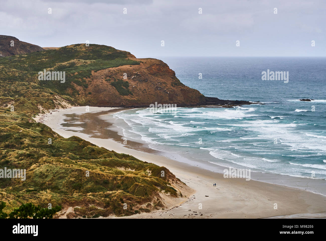 Nuova Zelanda, Isola del Sud, Dunedin, Penisola di Otago, Sandfly Bay Foto Stock