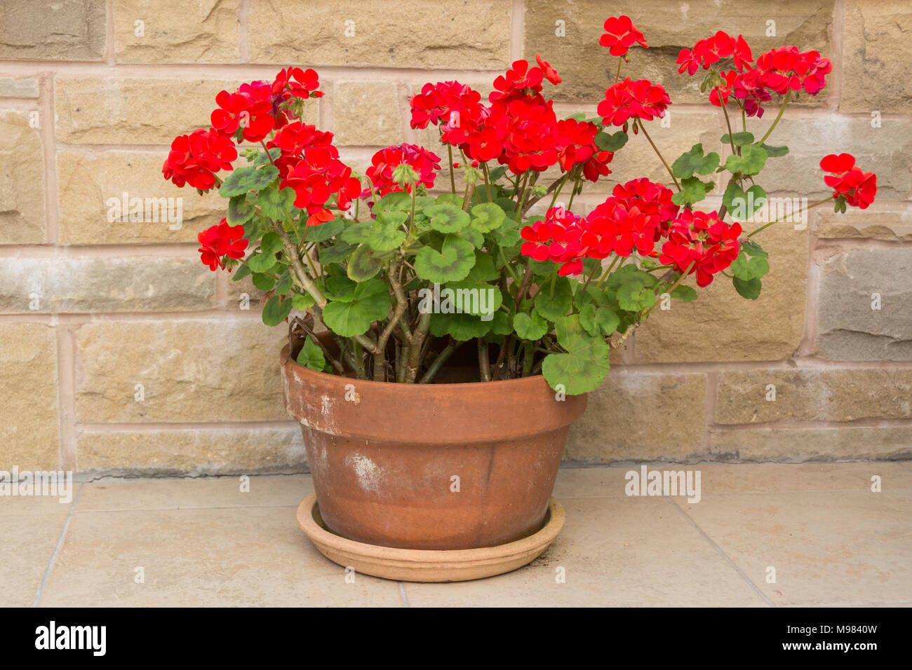 Luminoso rosso dei gerani pelargoniums nel vaso in terracotta Foto Stock