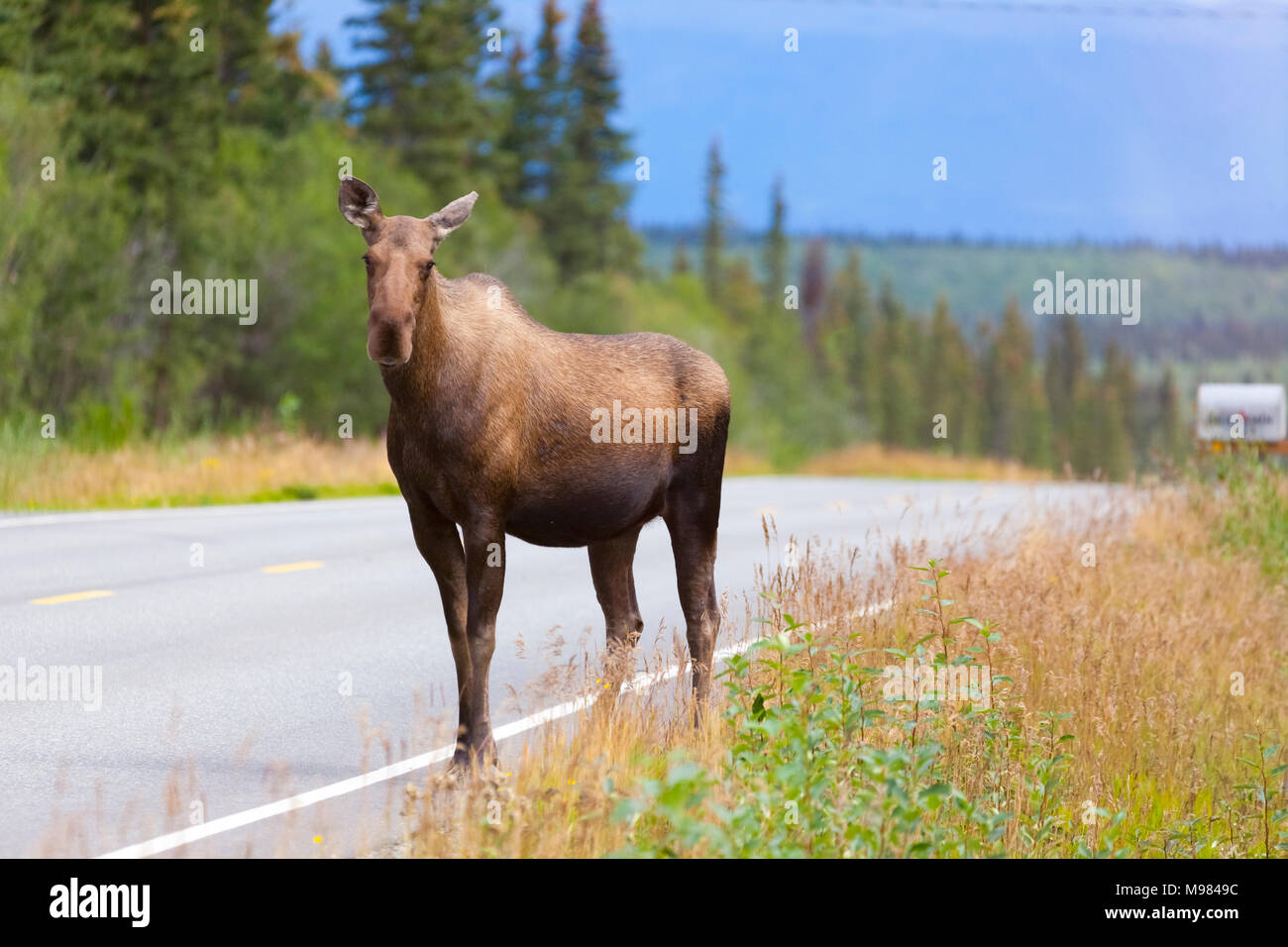 Stati Uniti d'America, Alaska, Elk sulla strada Foto Stock