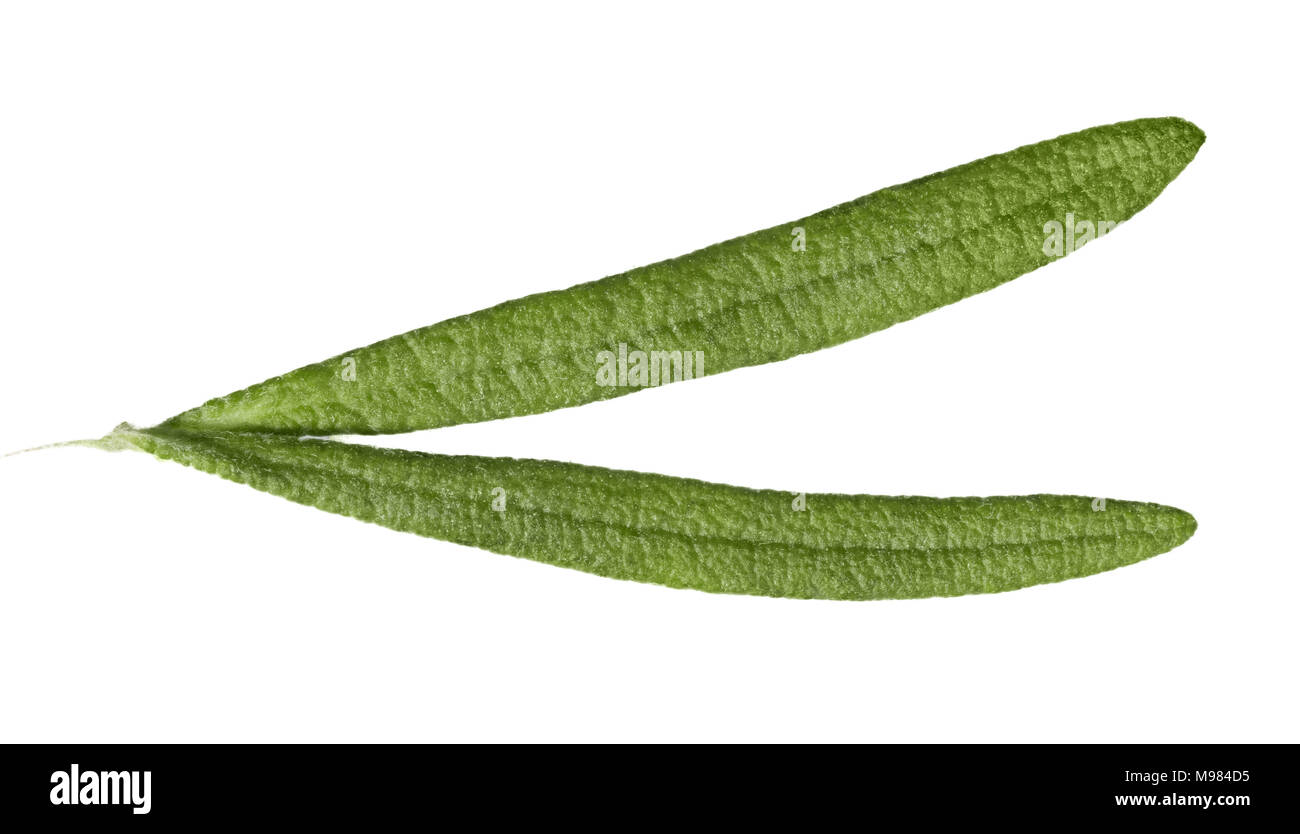 Due lunghe foglie di rosmarino in full size. Foto Stock