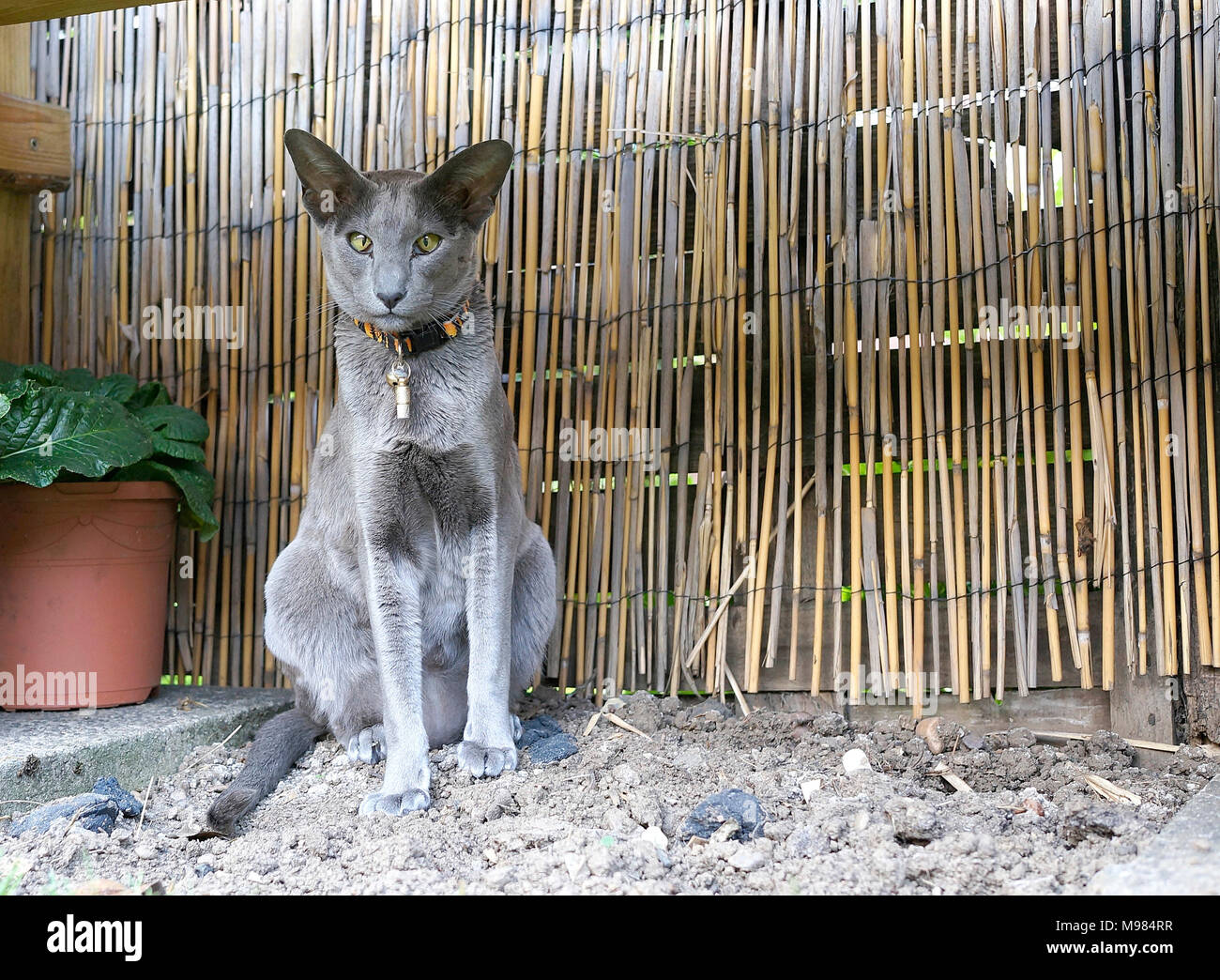 Esotici pet grigio cat Foto Stock