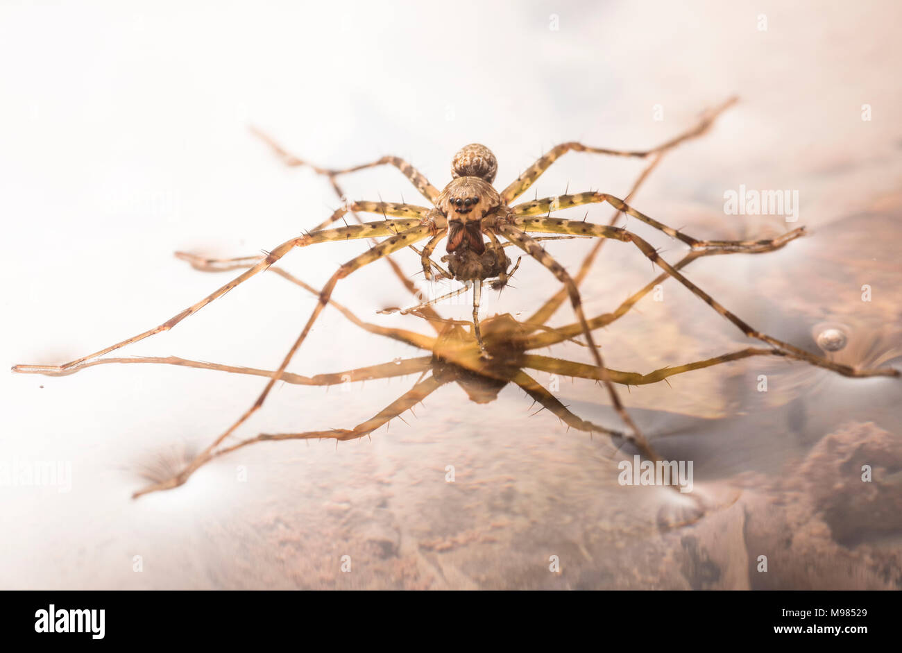 Un ragno acquatico che ha catturato e sta mangiando un altro piccolo spider della stessa specie. Vita difficile per una crociera. Foto Stock