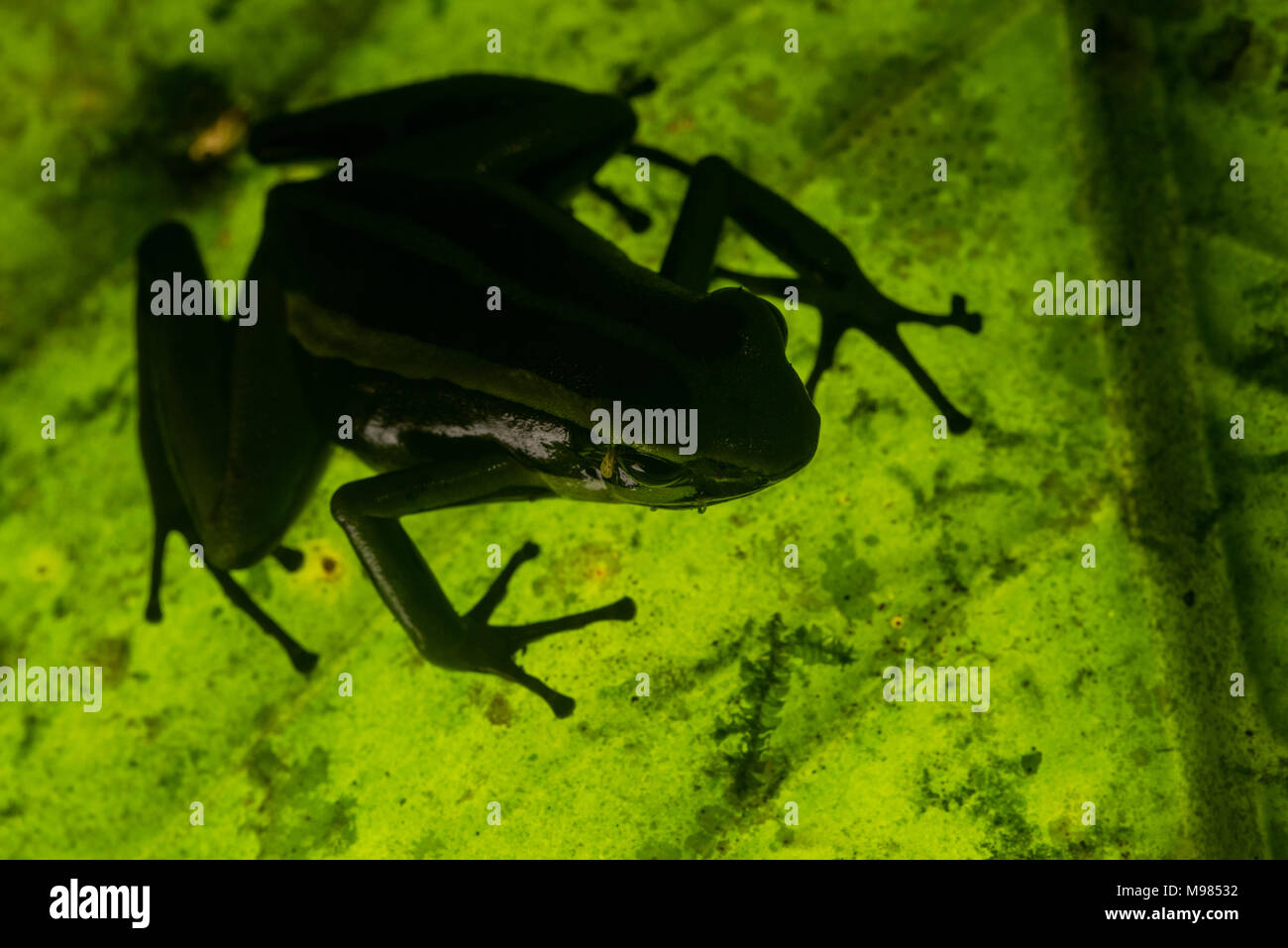 A tre strisce rana veleno (Ameerega trivittata) dormire su di una foglia con la luce proveniente dal basso creando una silhouette della rana. Foto Stock