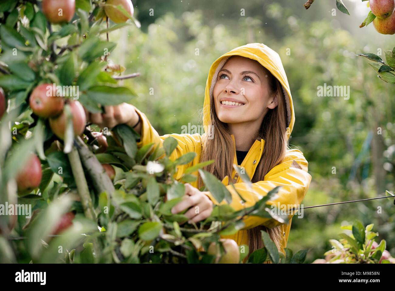 Donna che raccoglie mele immagini e fotografie stock ad alta risoluzione -  Alamy