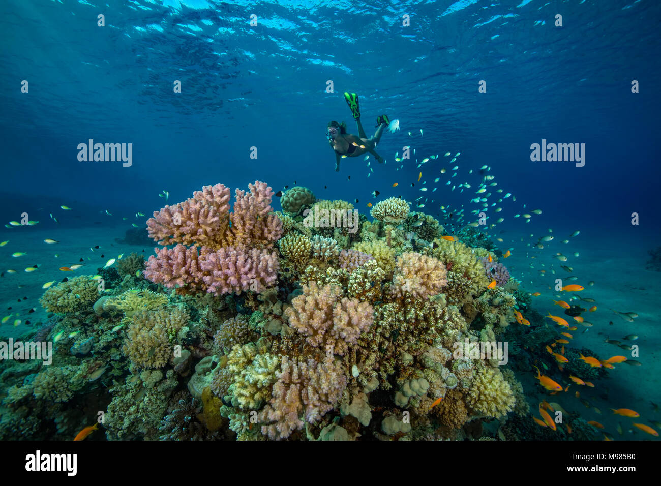 Egitto, Mar Rosso, Hurghada, ragazza adolescente lo snorkeling a Coral reef Foto Stock