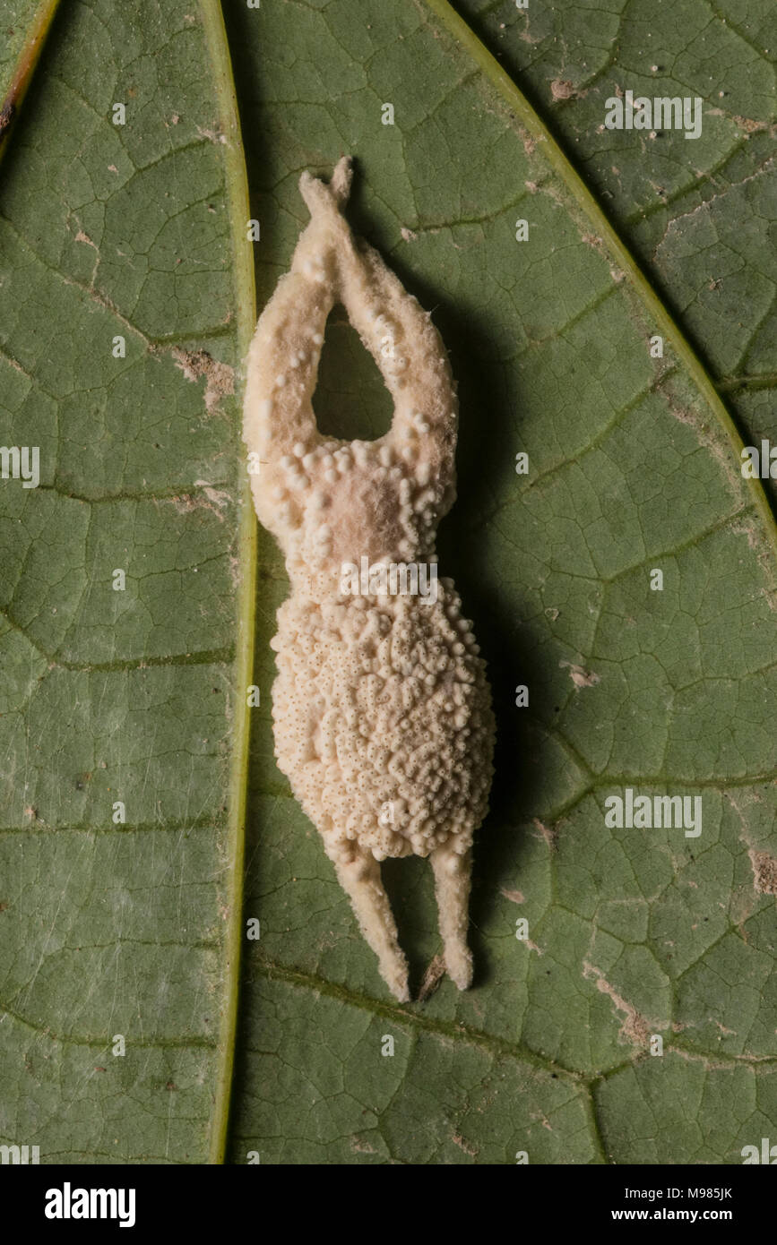 Un ragno il cui corpo è stato strappato via da un fungo parassita, il ragno ora è morto e la produzione di spore. In Perù. Foto Stock