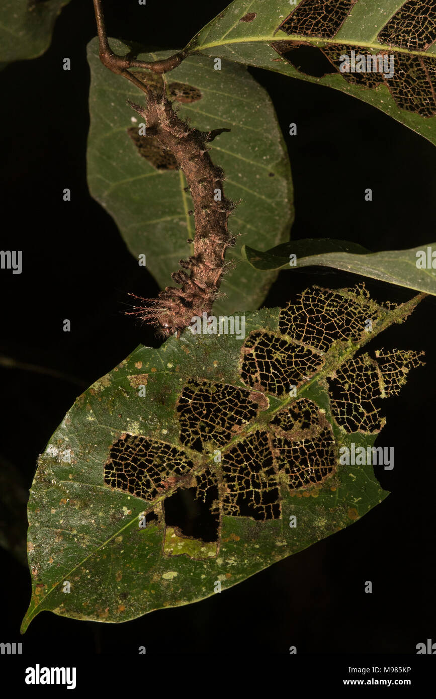 Un caterpillar Automeris (sp) felicemente alimenta sulla sua pianta ospite con effetti disastrosi sulle foglie che hanno avuto i fori masticato attraverso di loro. Foto Stock
