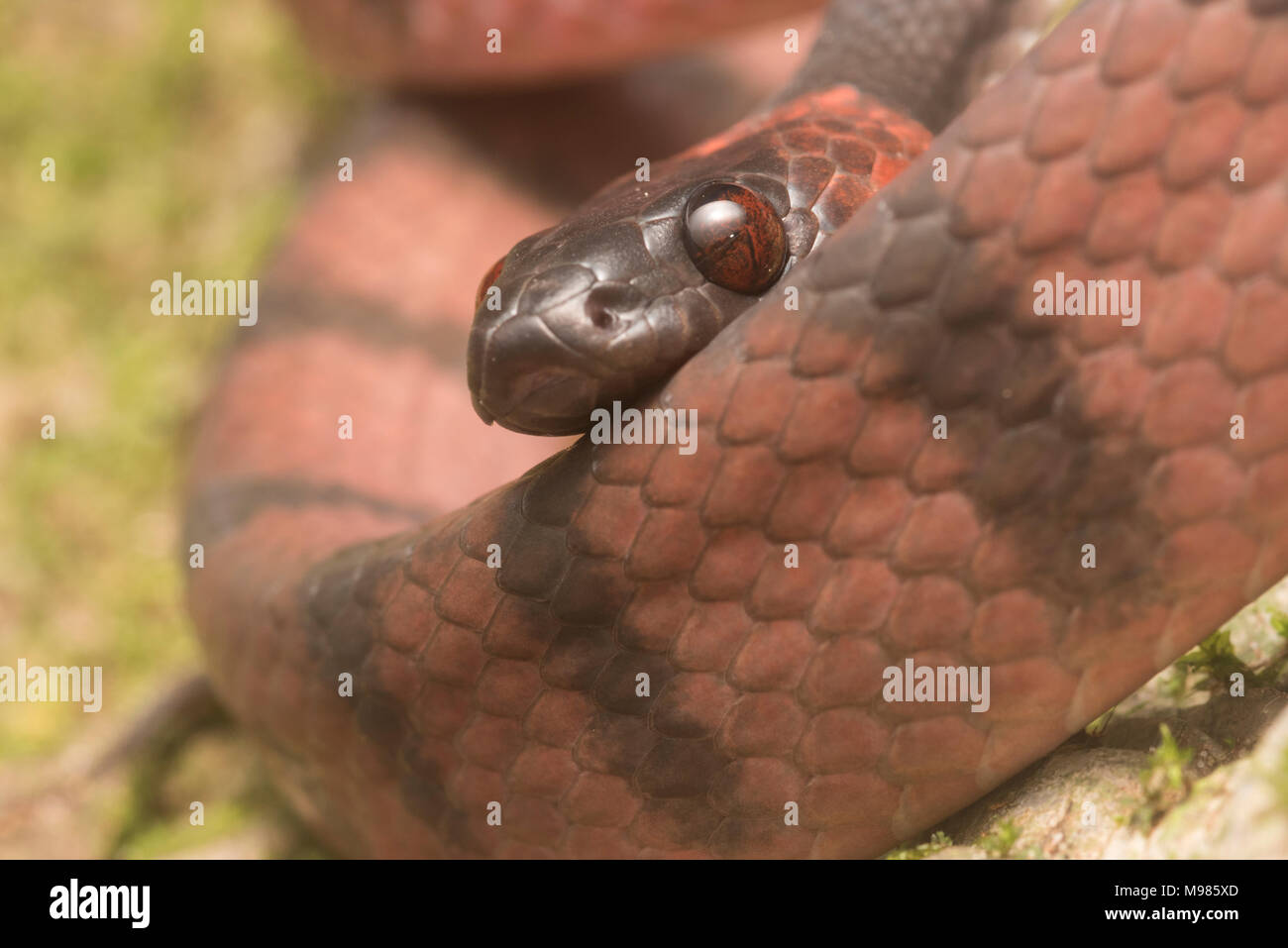 Il piatto tropicale snake (Siphlophis compressus) è un colorato abitante della foresta pluviale tropicale da centrale a Sud America, si nutre di lucertole. Foto Stock