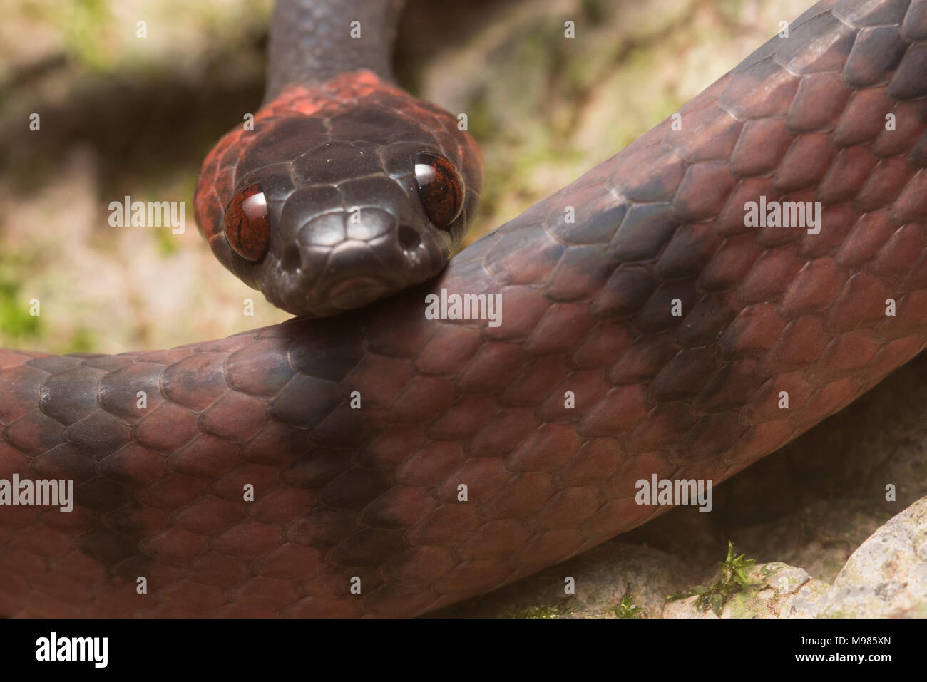 Il piatto tropicale snake (Siphlophis compressus) è un colorato abitante della foresta pluviale tropicale da centrale a Sud America, si nutre di lucertole. Foto Stock
