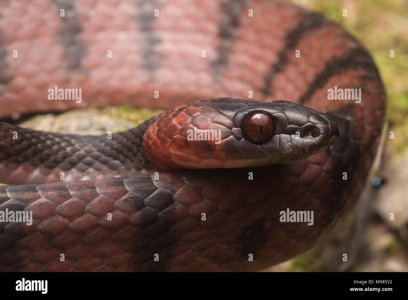 Il piatto tropicale snake (Siphlophis compressus) è un colorato abitante della foresta pluviale tropicale da centrale a Sud America, si nutre di lucertole. Foto Stock