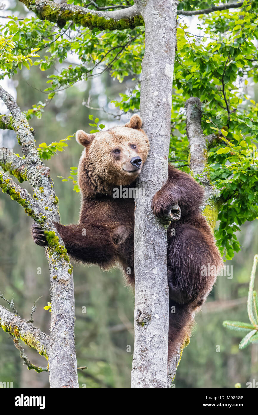 La Germania, il Parco Nazionale della Foresta Bavarese, animale open-air sito Neuschoenau, orso bruno Ursus arctos, climbing Foto Stock