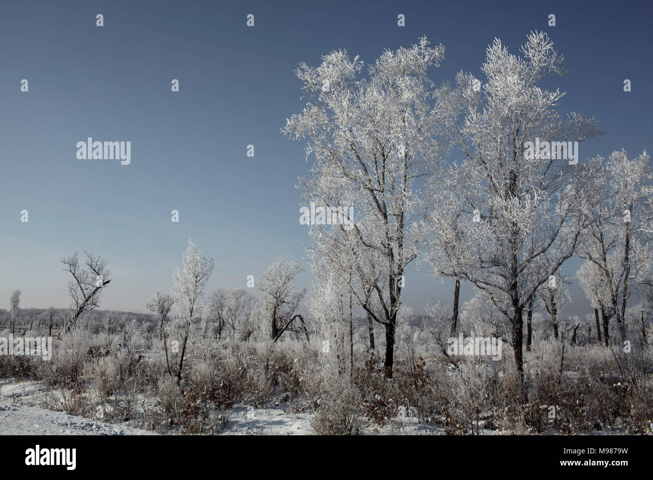 La Russia, Oblast di Amur, paesaggio in inverno Foto Stock