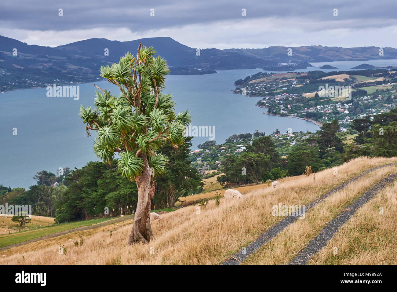 Nuova Zelanda, Isola del Sud, Dunedin, Penisola di Otago Foto Stock