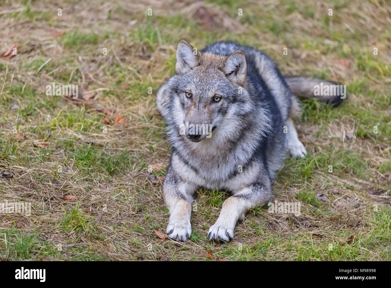 La Germania, il Parco Nazionale della Foresta Bavarese, animale open-air sito Ludwigsthal, Europeo Wolf, Canis lupus Foto Stock
