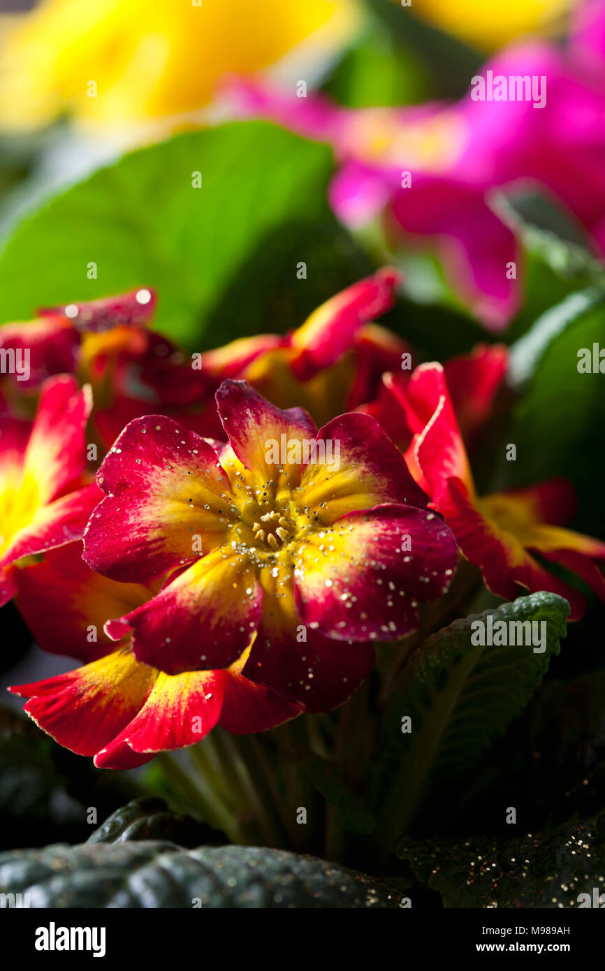 Rosso e giallo primrose, close-up Foto Stock