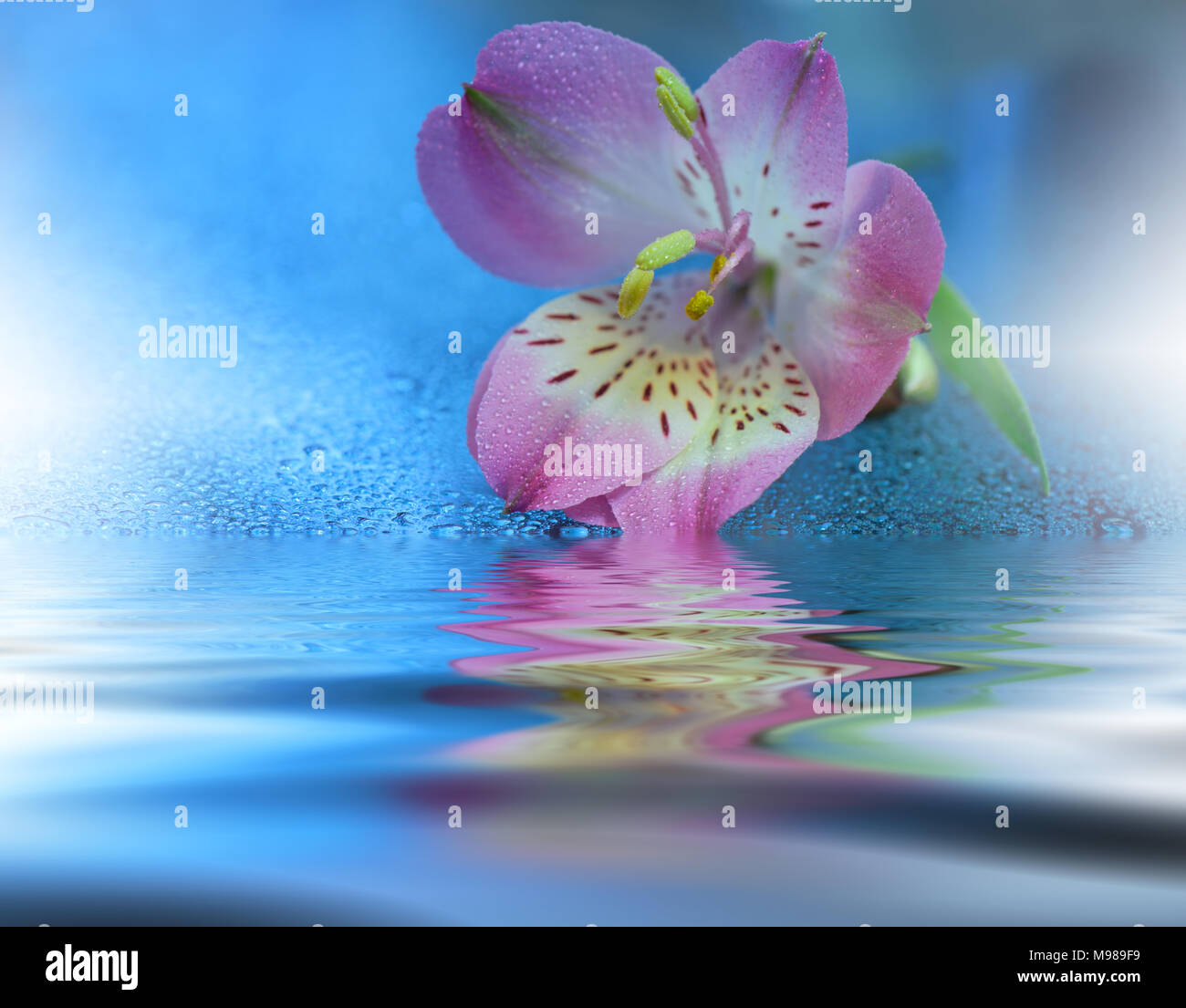 Bellissimi fiori riflessi nell'acqua, spa concept.Spa still life.astratto foto macro con gocce d'acqua.Fiori con toni pastello.tranquillo astratta. Foto Stock