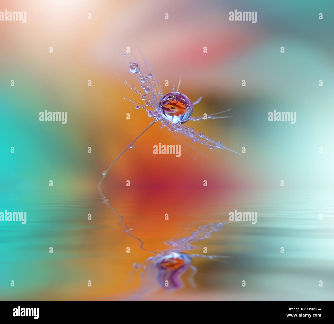 Abstract foto macro con tarassaco e gocce d'acqua.tranquillo closeup astratta fotografia d'arte.fantasia floreale design.Arte Moderna . Foto Stock